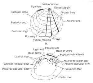 Tennessee Mussels Morphology