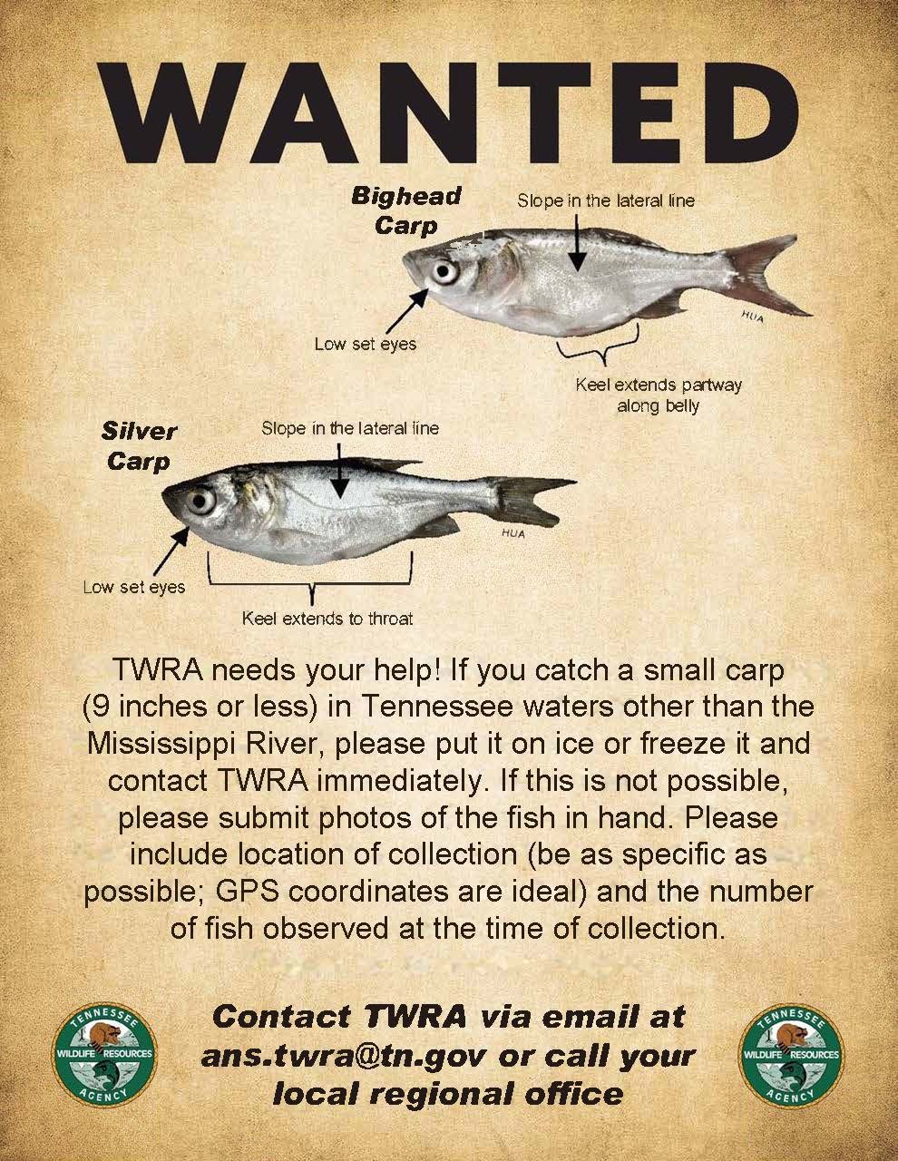 Invasive Carp in Tennessee, Information and Images