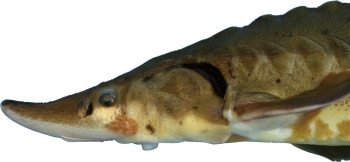 Adult Sturgeon
