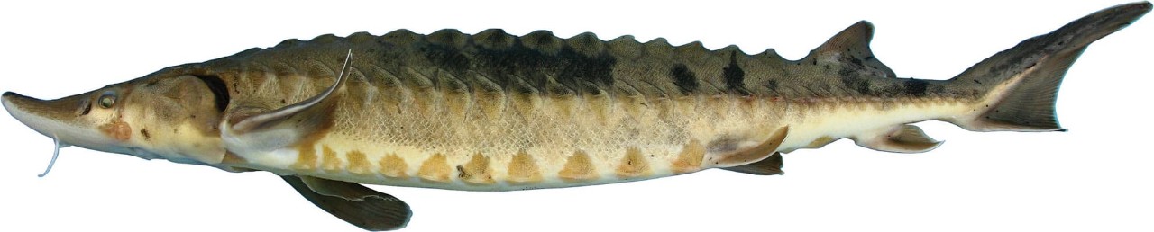 Lake Sturgeon