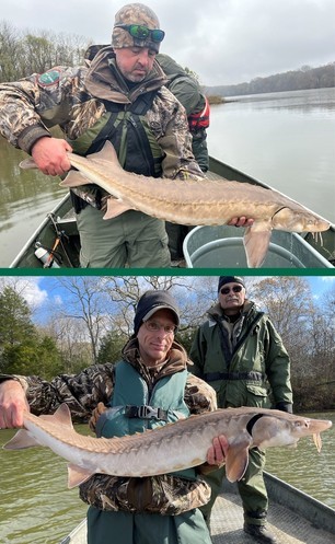 (Top) Lt. Eric Anderson (Law Enforcement) preparing to release a Lake Sturgeon captured on the Cumberland River. (Bottom) Roger Shields (Wildlife) and Darrel Bernd (Fisheries) with a Lake Sturgeon captured on the Cumberland River.
