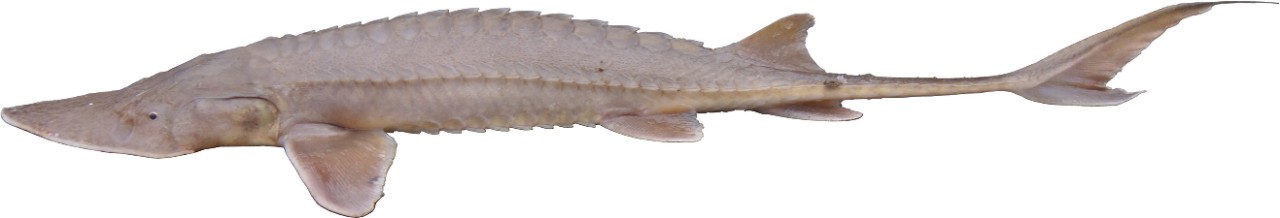Sturgeon In Tennessee