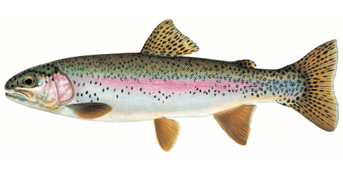Rainbow Trout