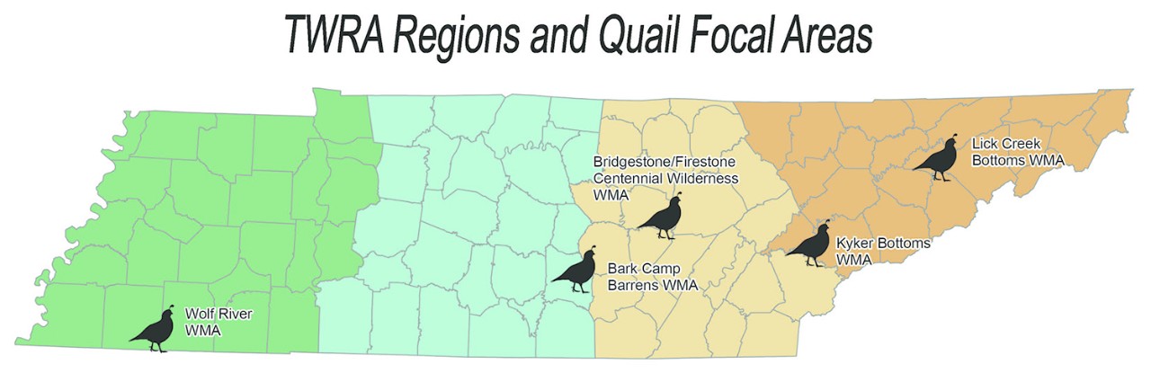 Quail Focal Areas