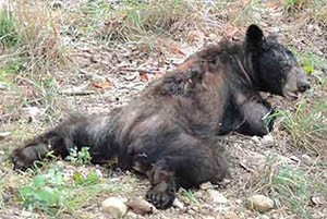 Injured Black Bear