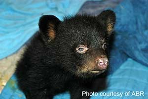 Orphaned Bear