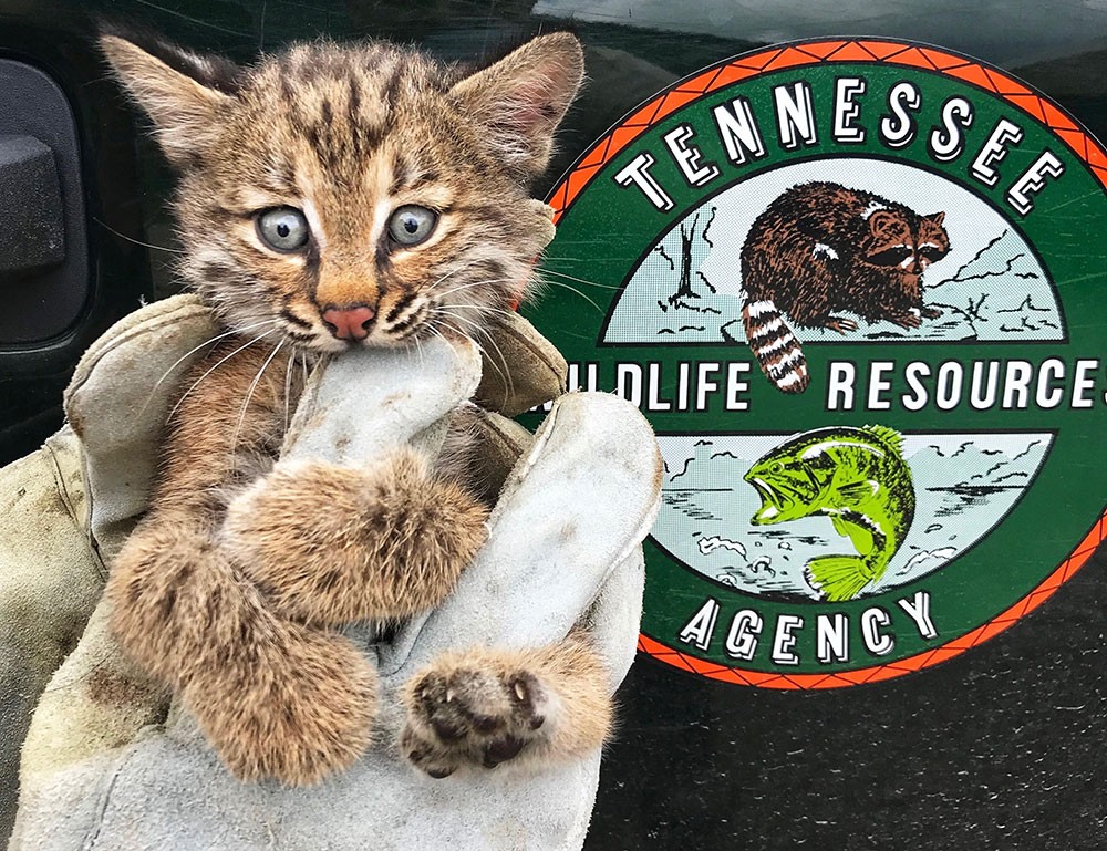 Shelby County wildlife officer Andy Tweed rescued a bobcat kitten stuck behind a pool pump in Collierville.