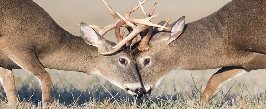 White-tail Deer in Tennessee | State of Tennessee, Wildlife 