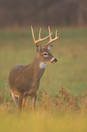 Tennessee-buck