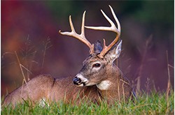 White Tail Deer