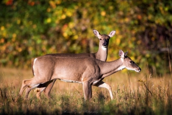 White Tail Deer