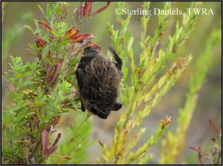 Eastern Small Footed Bat