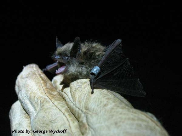 Eastern Small Footed Bat