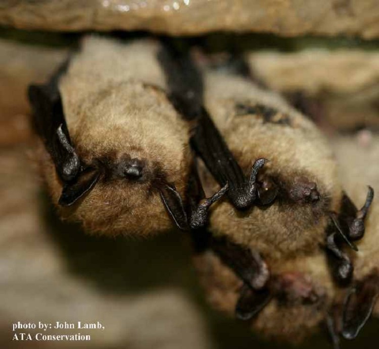 little-brown-bat