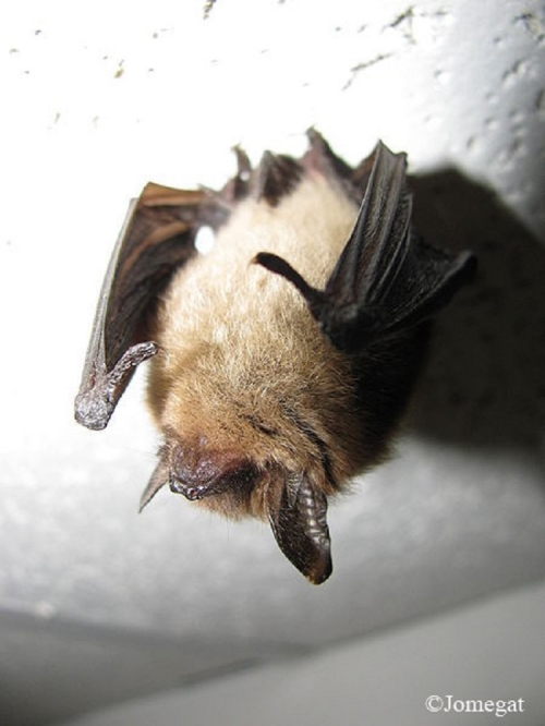 northern-long-eared-bat_750x1000