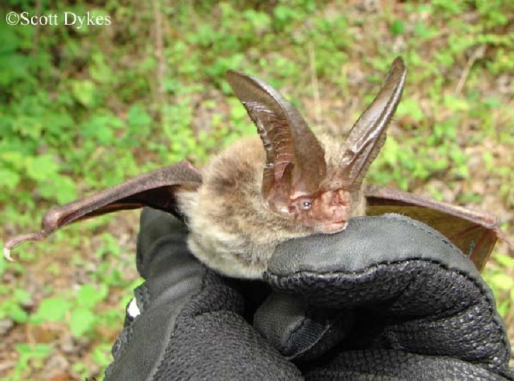 rafinesque-big-eared-Bat