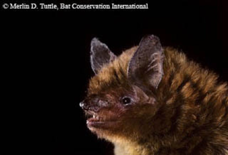 southeastern-bat