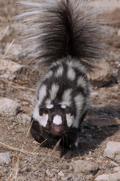 Eastern Spotted Skunk - State of Tennessee, Wildlife Resources Agency