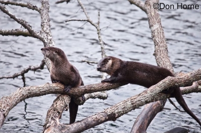 Northern-American-River-Otter_750x499