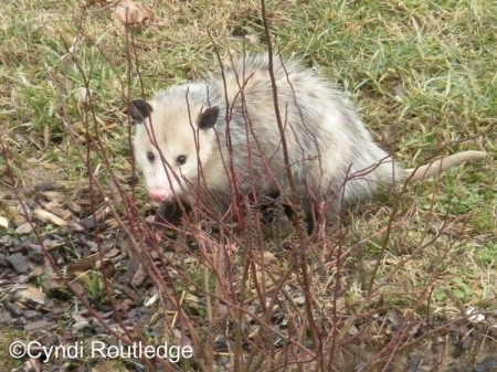 opossum_750x562