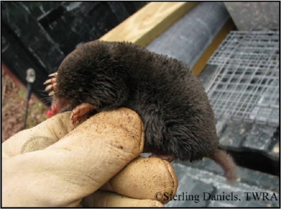 hairy-tailed-mole