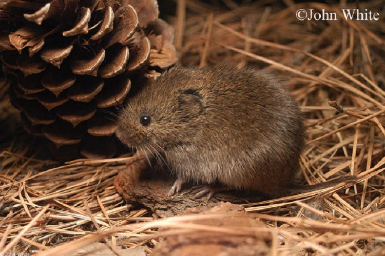 meadow-mole meadow-mole