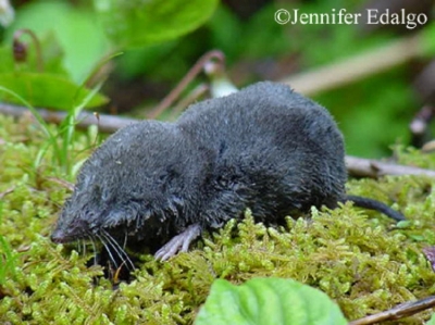 Northern-Short-tailed-Shrew