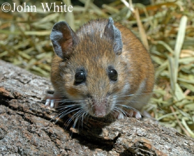 white-footed-mouse_750x8634