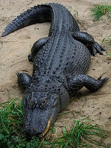 American Alligator, Photo Credit: Wikipedia