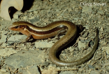 Coal Skink sitting on a rock.
