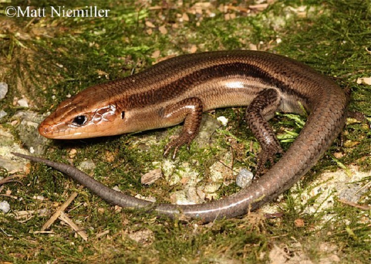 common-five-lined-skink