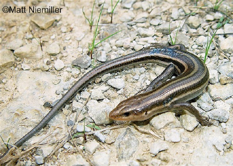 Southeastern Five-lined Skink