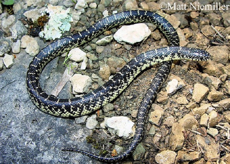 Tennessee Snake Species: Discover the Diverse and Fascinating World of Snakes in the Volunteer State
