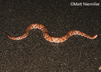 Copperhead Snake
