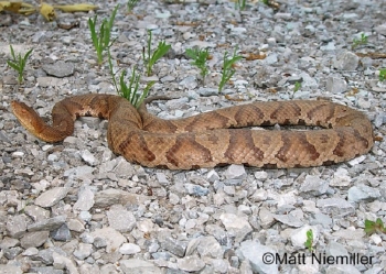 Copperhead