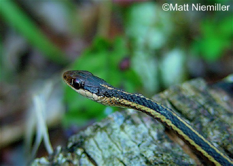 eastern ribbonsnake state of