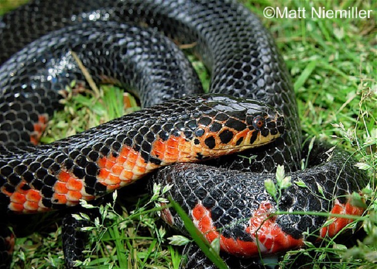 Red-bellied Mudsnake  State of Tennessee, Wildlife Resources Agency