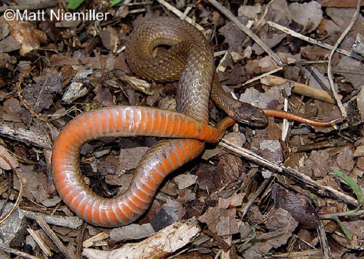Red Bellied Snake State Of Tennessee Wildlife Resources - 