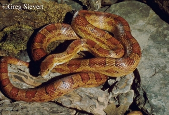 Red Cornsnake