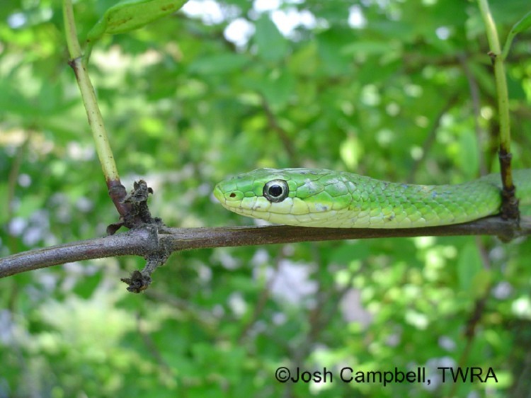 Rough Greensnake State Of Tennessee Wildlife Resources Agency