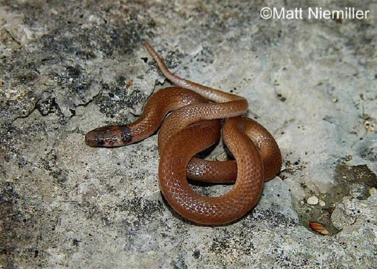 southeastern-crowned-snake