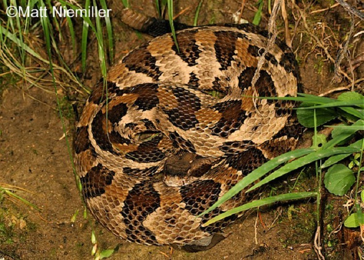Are Rattlesnakes in Tennessee?
