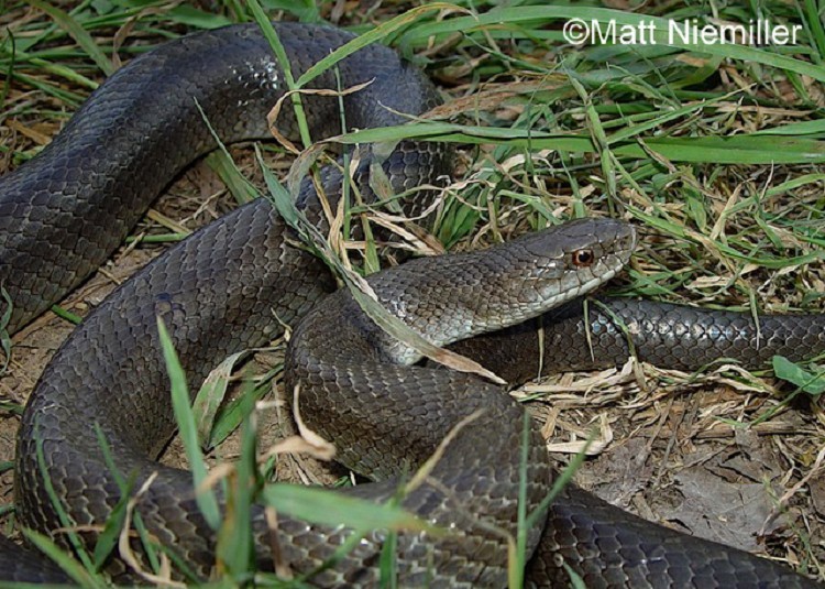 Small Black Snake With Yellow Belly - Snake Poin