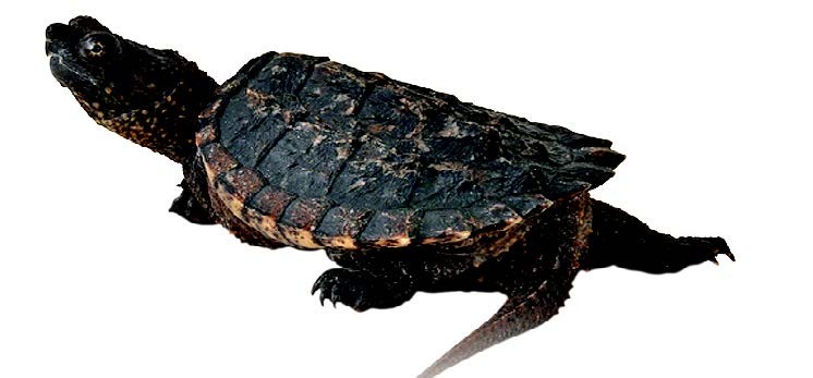 Common Snapping Turtle