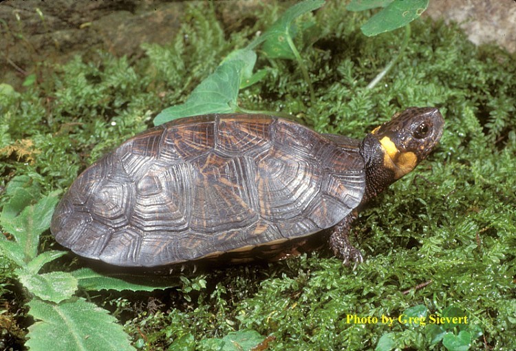 Bog Turtle
