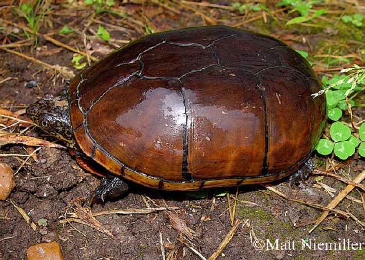  Eastern Mud Turtle