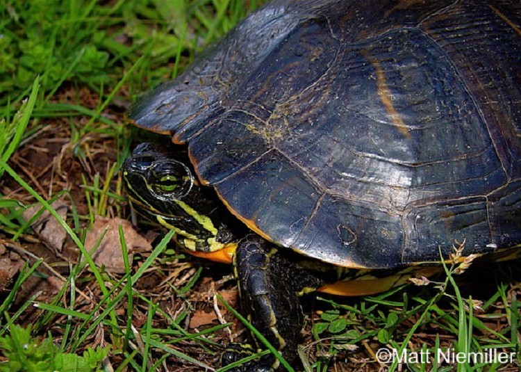 Pond Slider