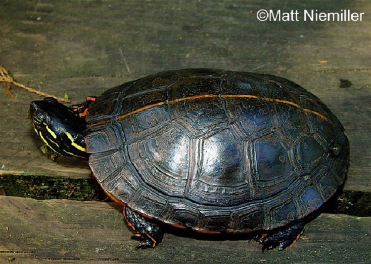 Southern Painted Turtle