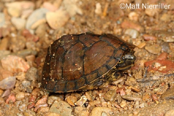 Striped Necked Musk Turtle on ground.  See page text for description of turtle.  Photo Credit: Matt Niemiller.