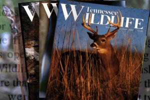 Tennessee Wildlife Magazine